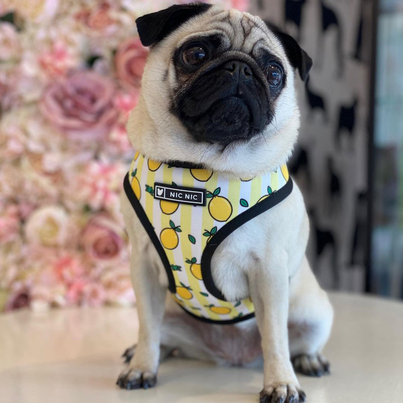 Ins popular dog small and medium-sized dog pet French Dou breathable breathable mesh traction rope French Dou outdoor harness