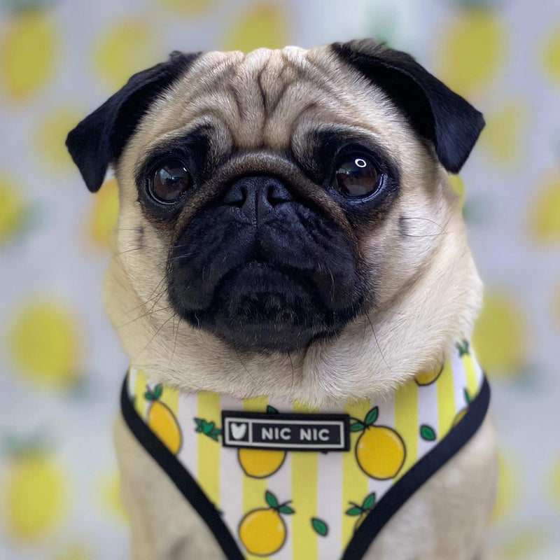 Ins popular dog small and medium-sized dog pet French Dou breathable breathable mesh traction rope French Dou outdoor harness