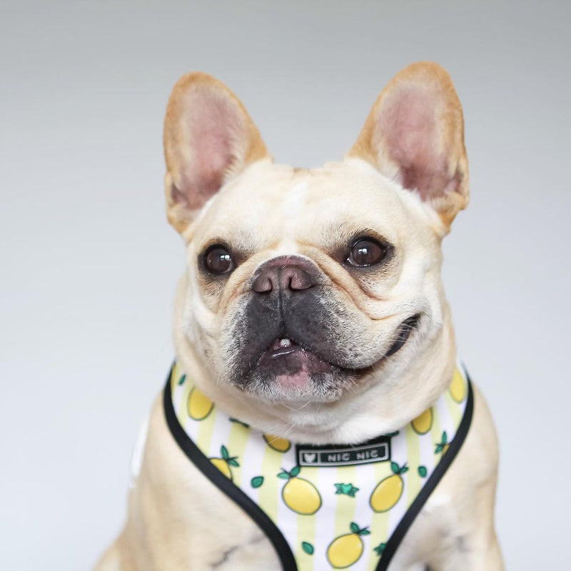 Ins popular dog small and medium-sized dog pet French Dou breathable breathable mesh traction rope French Dou outdoor harness