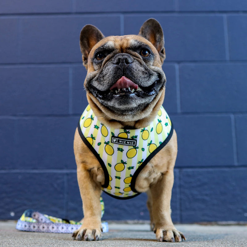 Ins popular dog small and medium-sized dog pet French Dou breathable breathable mesh traction rope French Dou outdoor harness