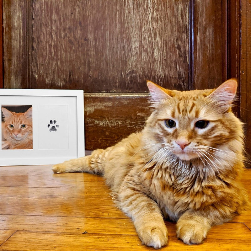 Pets and children's no-wash footprints, rubbings, commemorative photo albums and postcards, DIY production of pet supplies, cross-border shipping