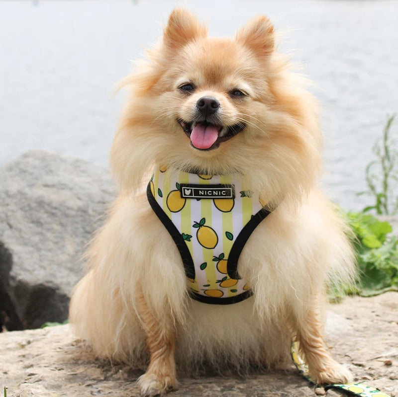 Ins popular dog small and medium-sized dog pet French Dou breathable breathable mesh traction rope French Dou outdoor harness