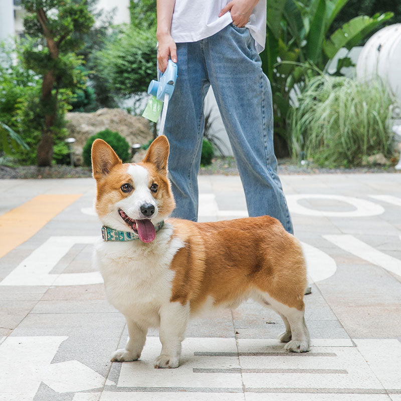 Dog leash with light, automatic retractable, small and medium-sized dogs, Pomeranian, Corgi dog leash, dog walking rope, pet supplies